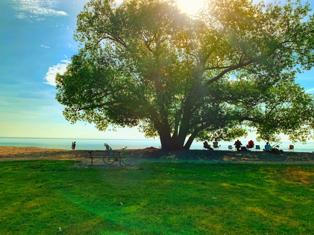 personas sentadas en el banco debajo de un árbol verde durante el día