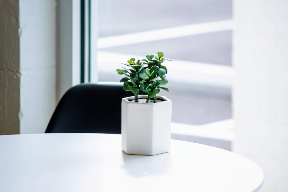 白いテーブルの上の白い陶磁器の鍋の緑の植物