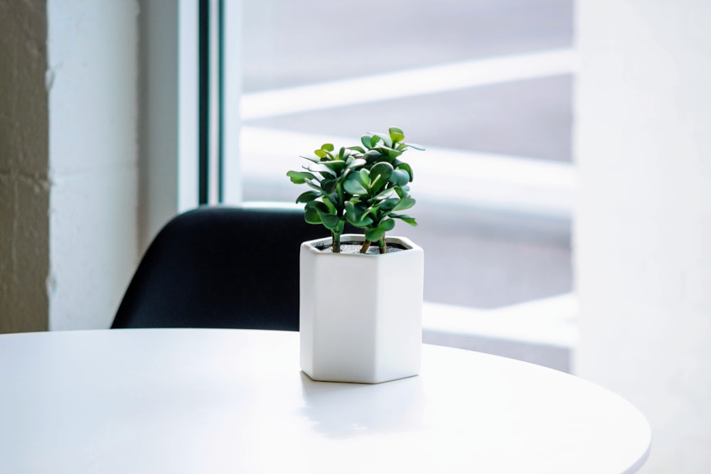 Planta verde en maceta de cerámica blanca sobre mesa blanca