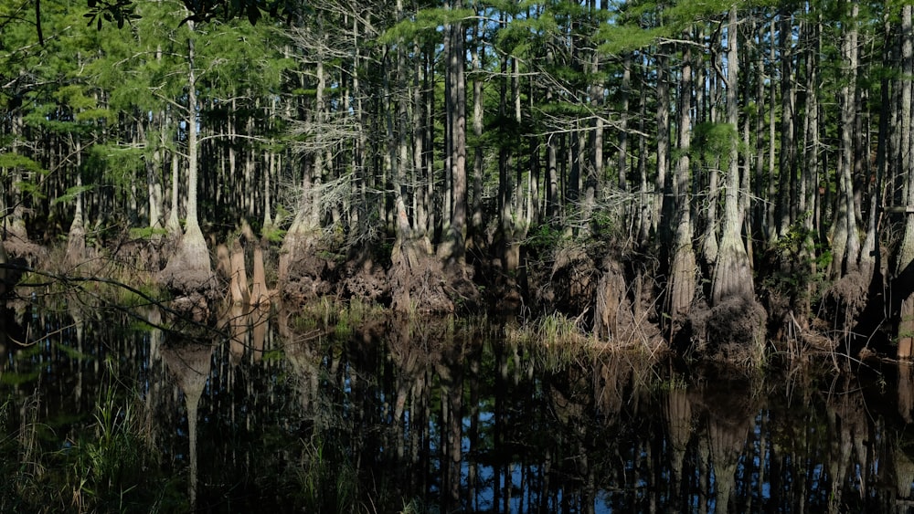 green trees beside body of water during daytime