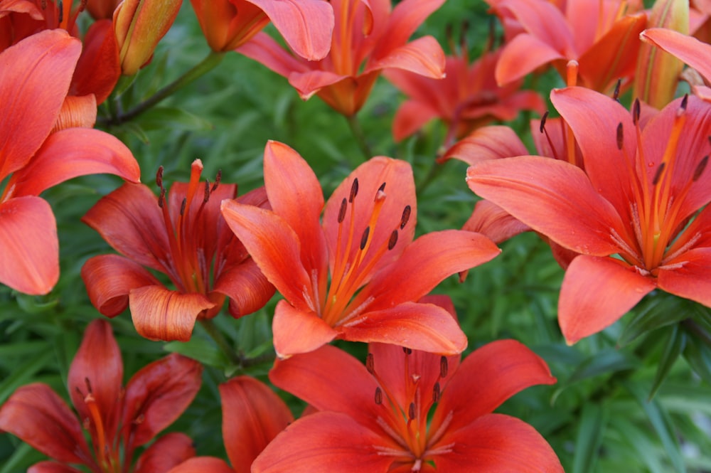 red flowers in tilt shift lens