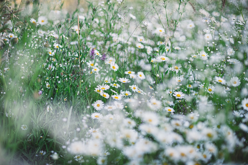 white and yellow flowers in tilt shift lens