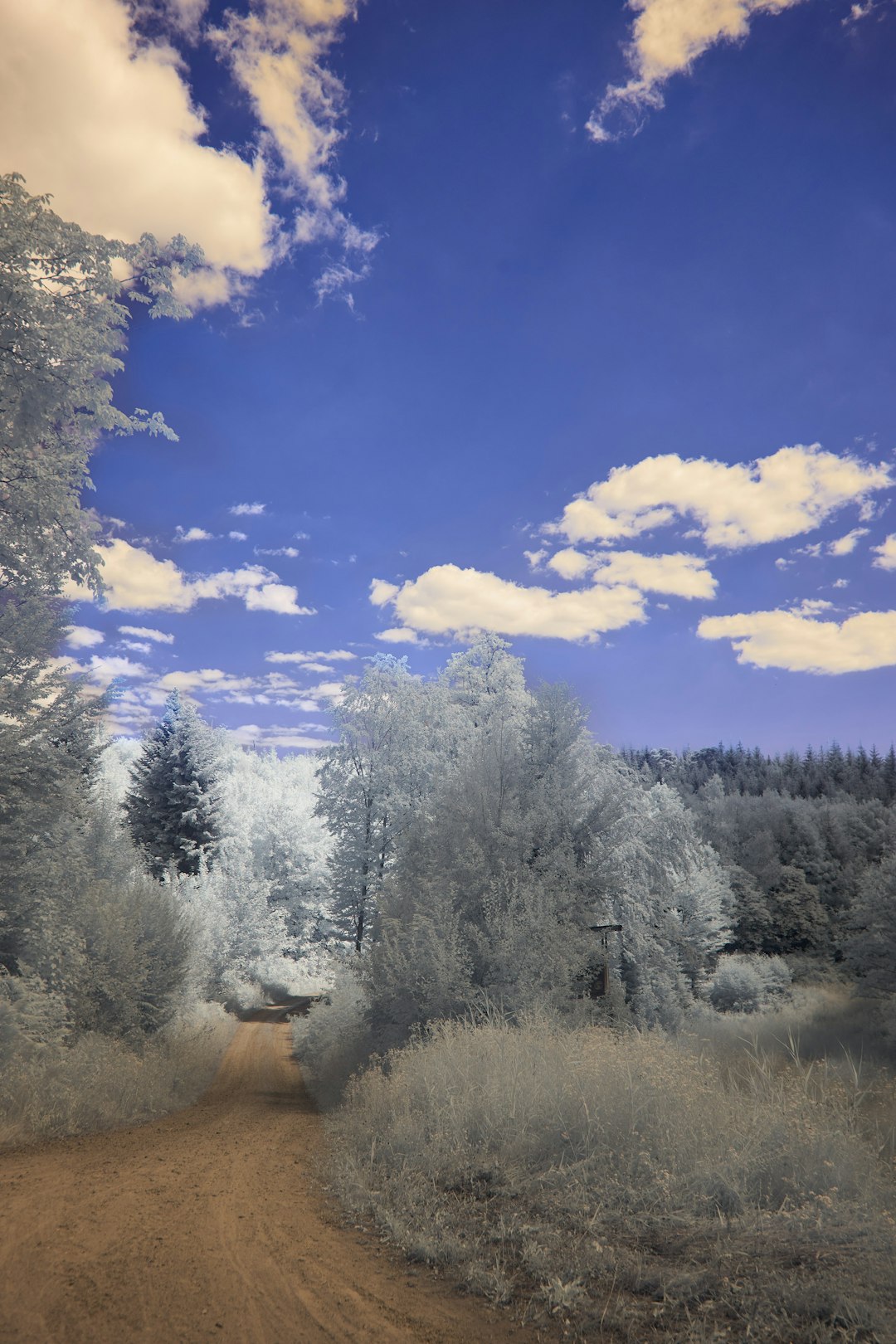 green trees under blue sky during daytime