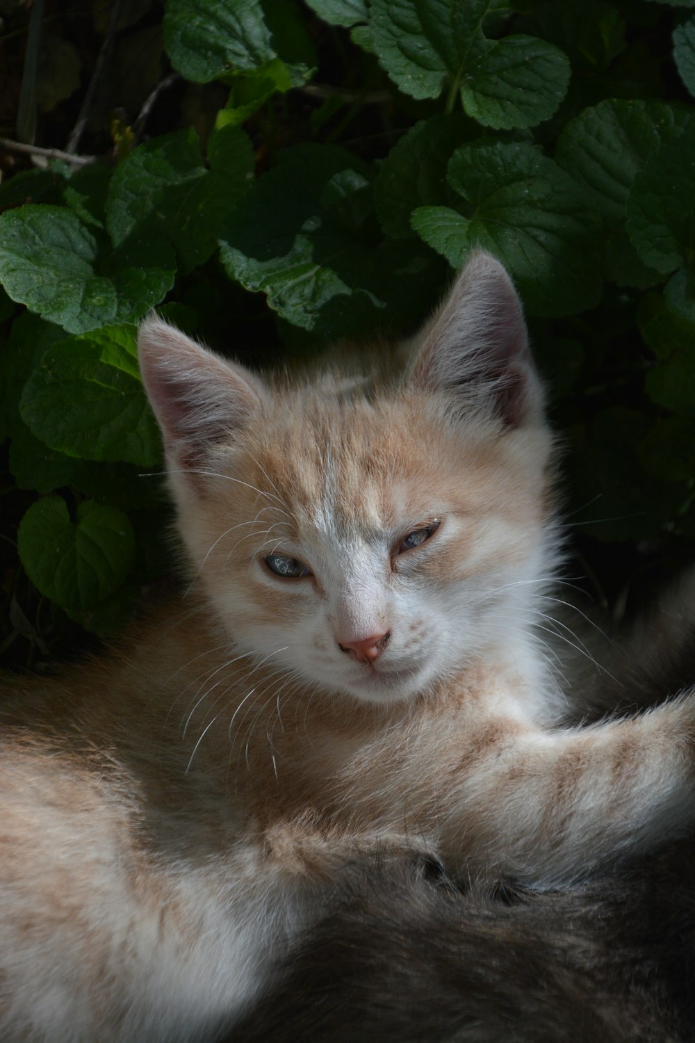 orange tabby cat beside green leaves
