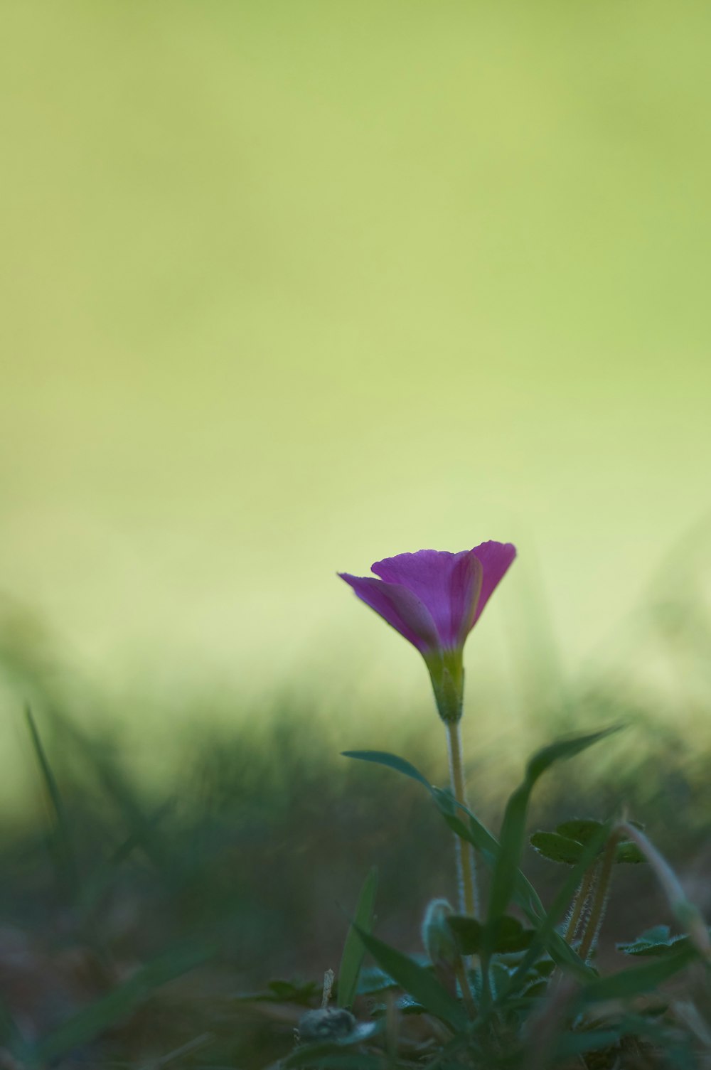 purple flower in green grass