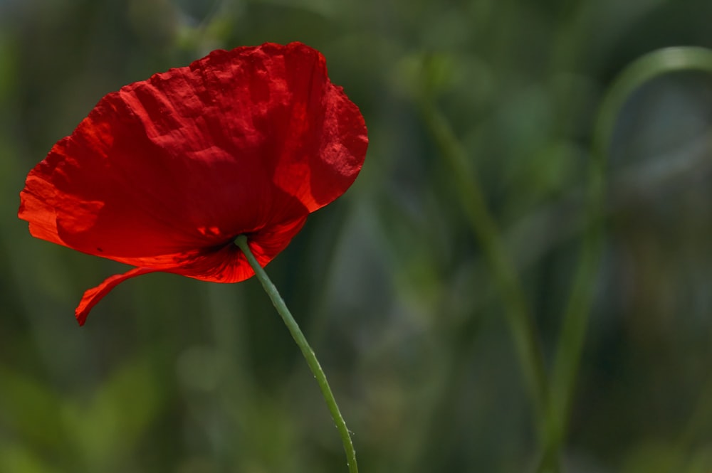 red flower in green stem