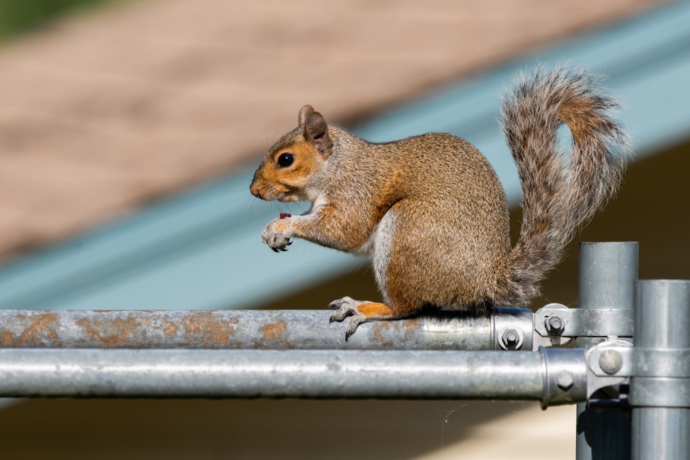 brown squirrel on gray metal bar