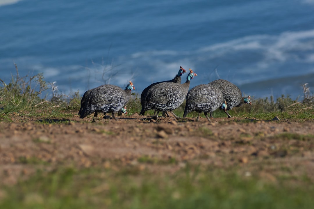 flock of birds on brown ground during daytime