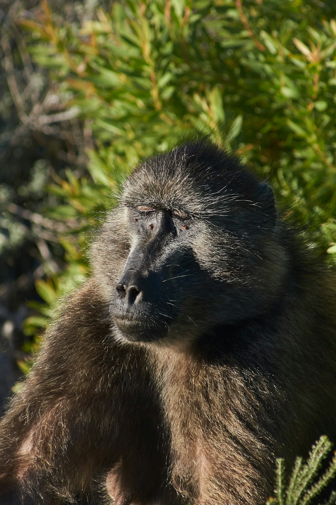 black monkey on green tree during daytime