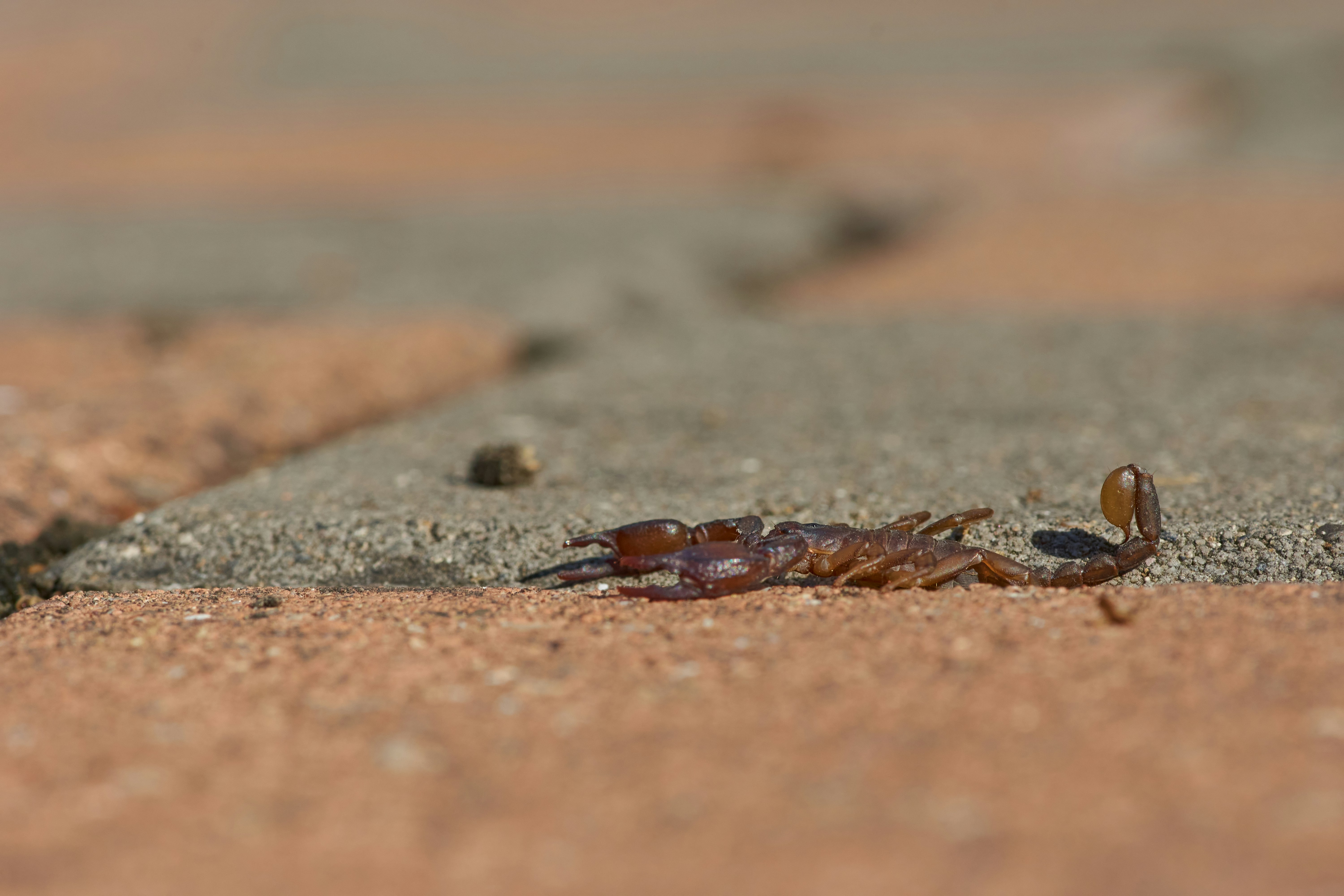 Photo by wolfgang_hasselmann