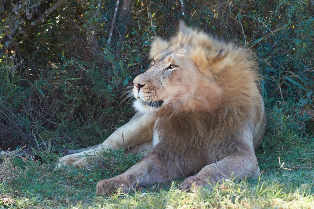 lion lying on ground surrounded by green plants