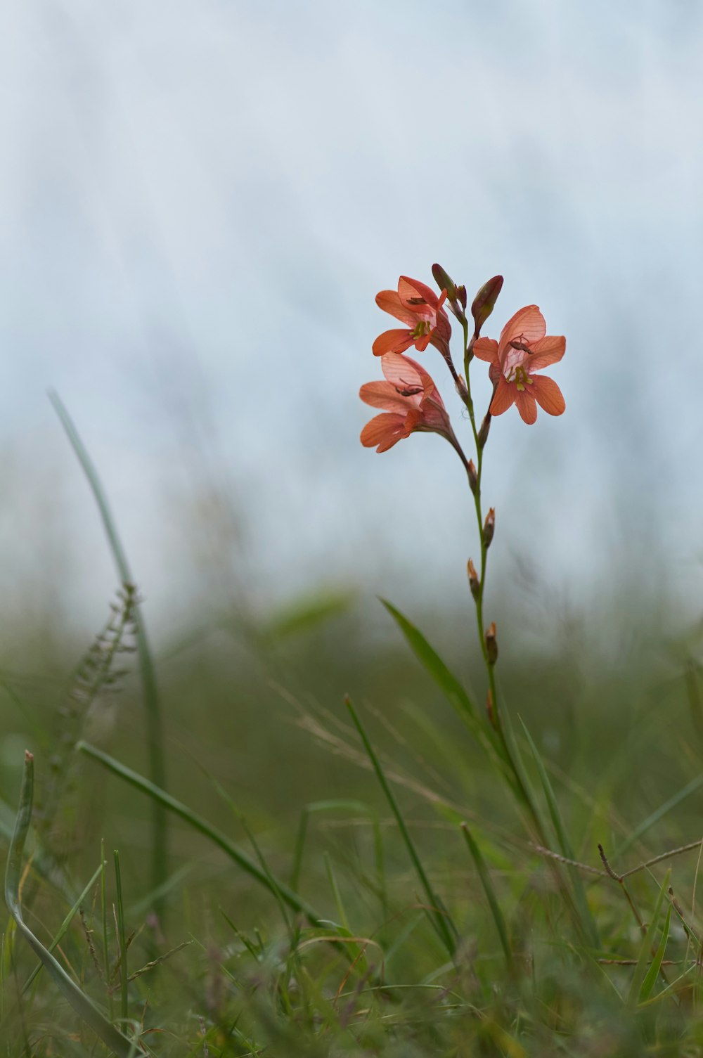 red flower in green grass during daytime