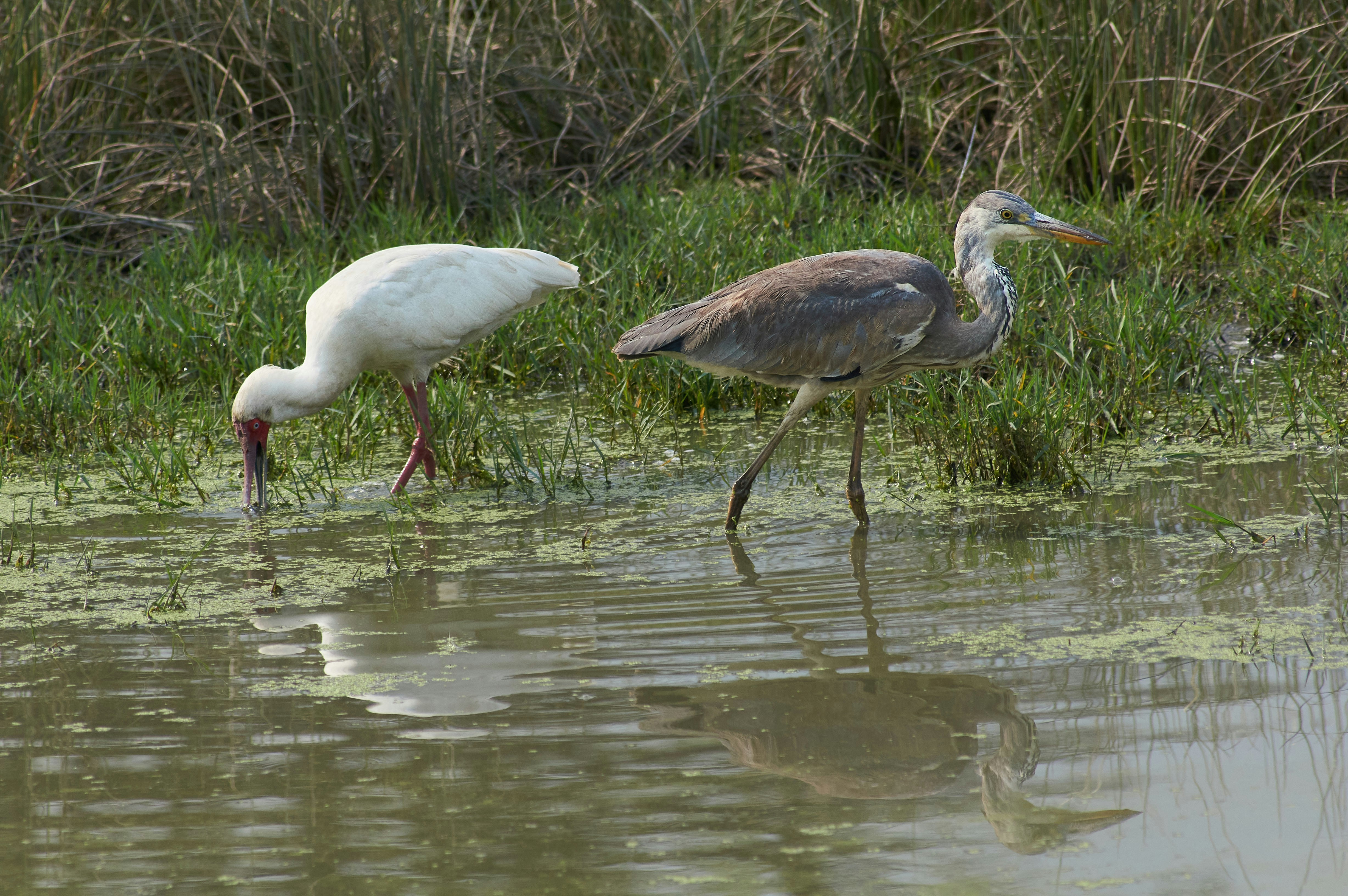 Photo by wolfgang_hasselmann