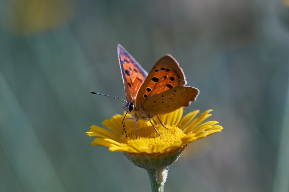 brown and white butterfly perched on yellow flower