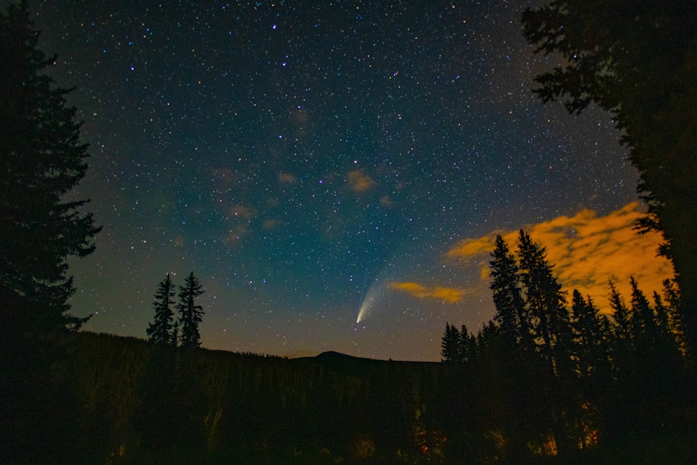 silhouette of trees under blue sky with stars during night time