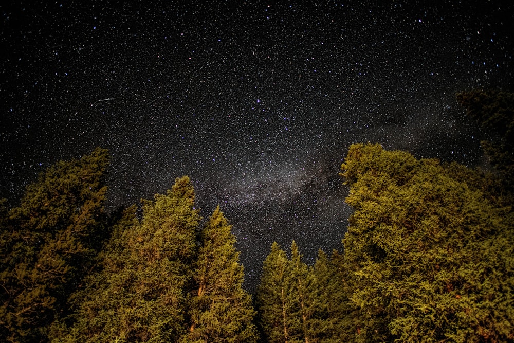 green and yellow trees under starry night