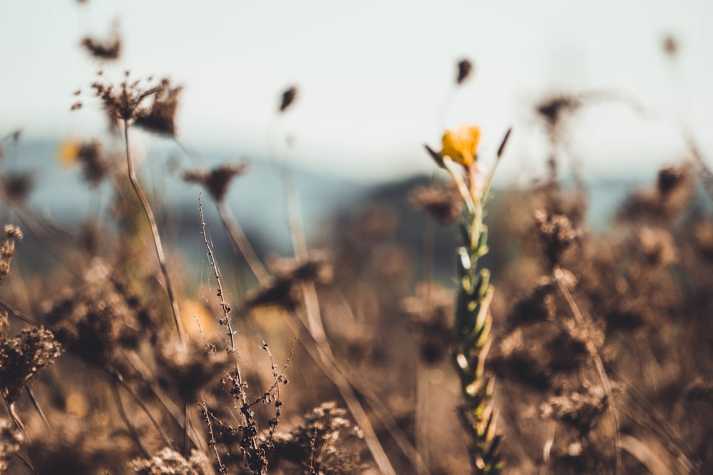 yellow flower in tilt shift lens