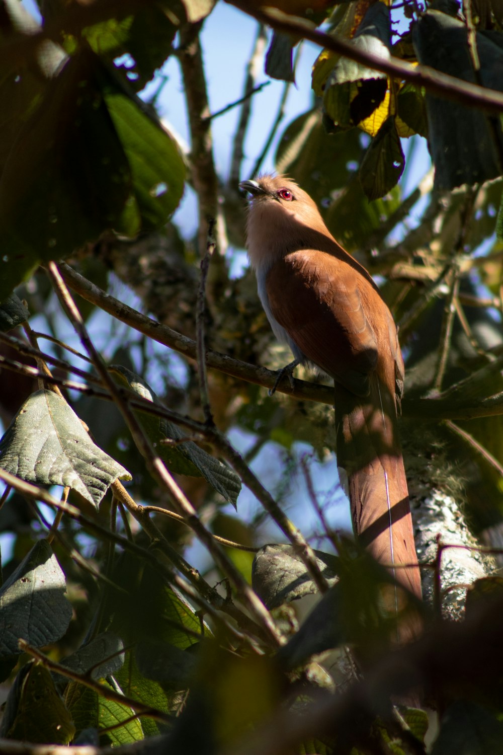 brown and white bird on tree branch during daytime