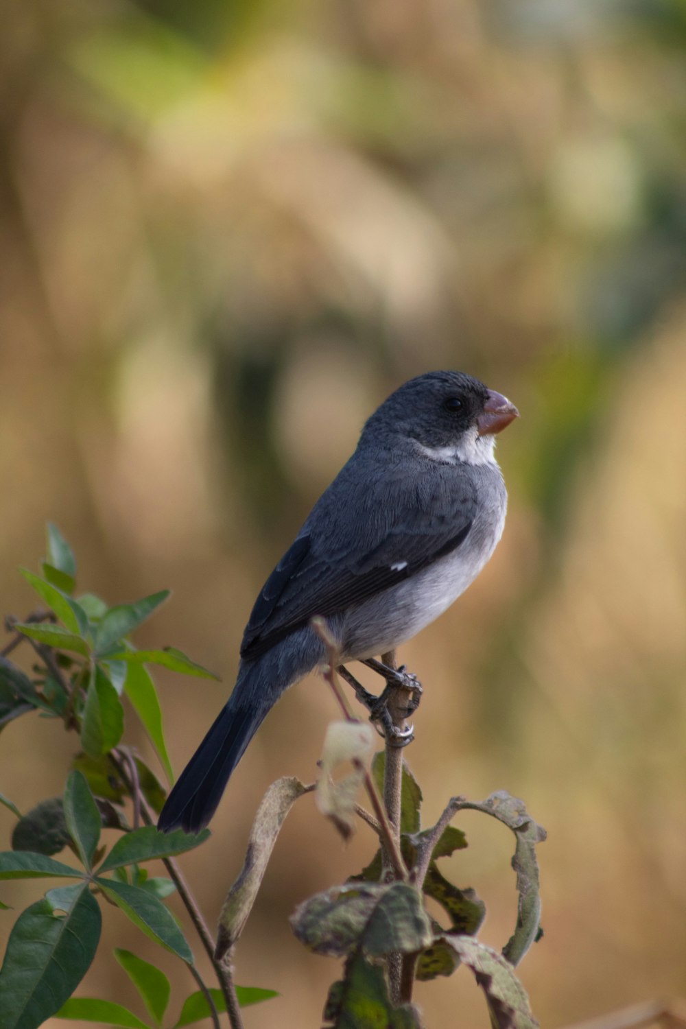 gray and white bird on brown tree branch