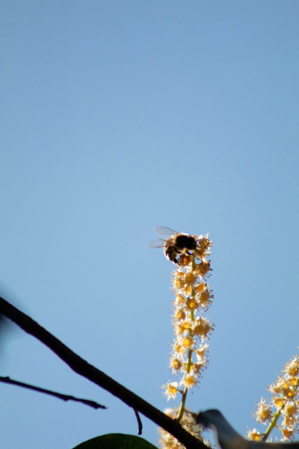 black and yellow bee on brown plant