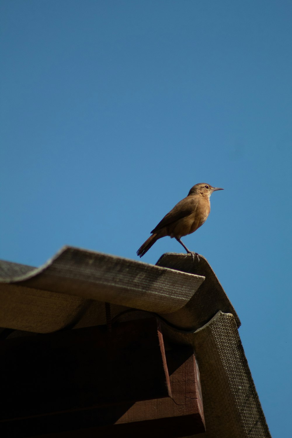 brown bird on black wooden fence during daytime