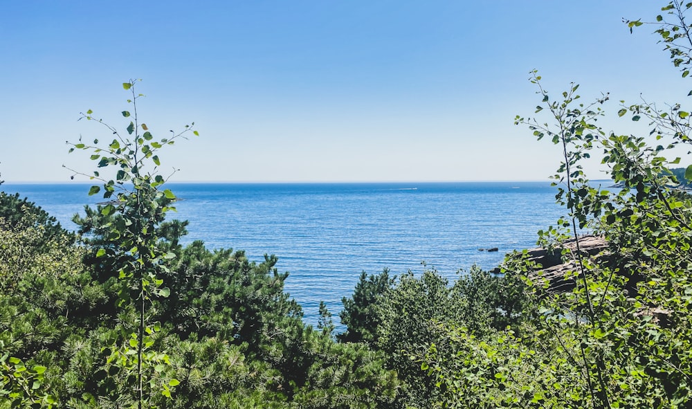 green trees near blue sea under blue sky during daytime