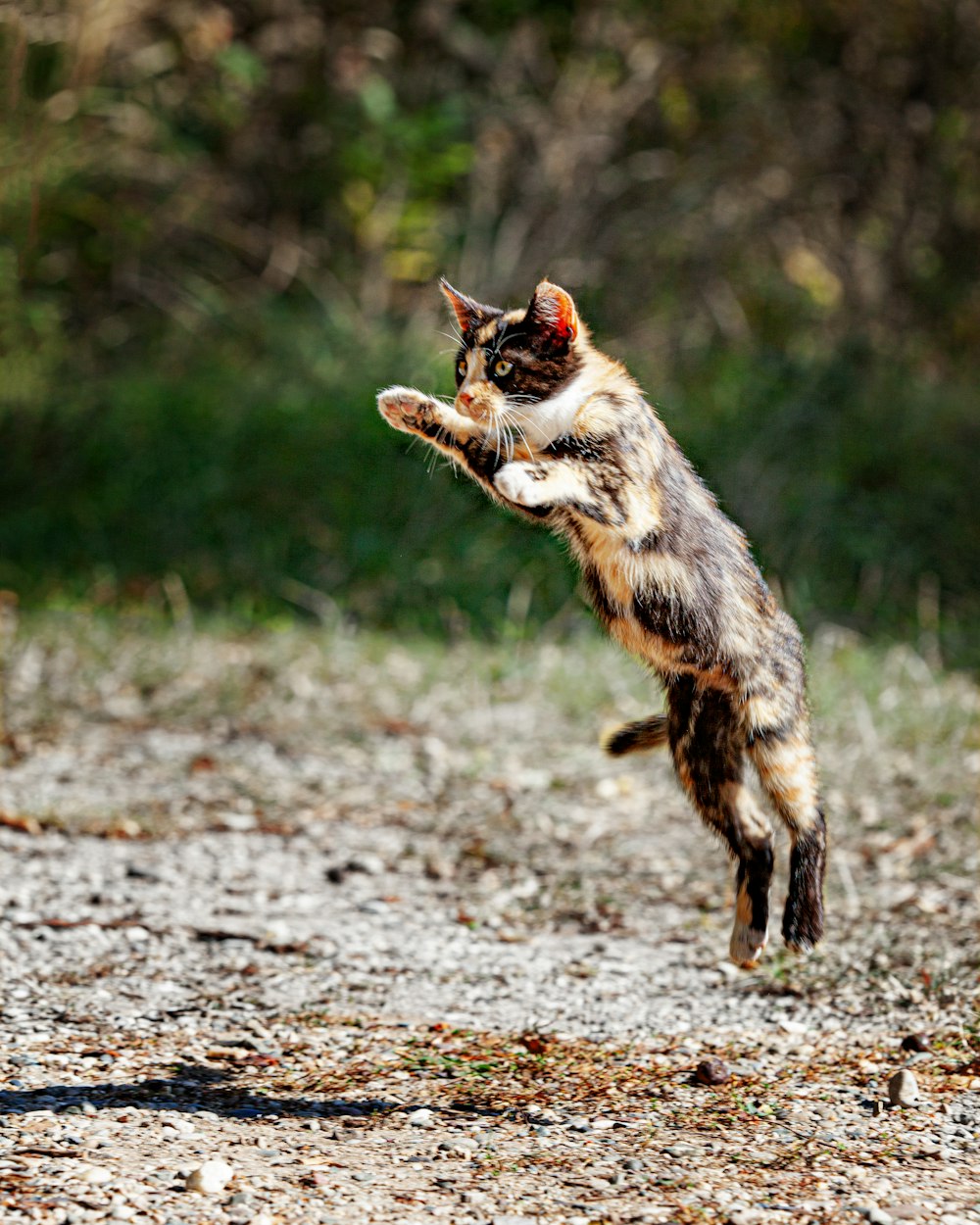 Gato marrón y negro que camina sobre suelo de tierra durante el día