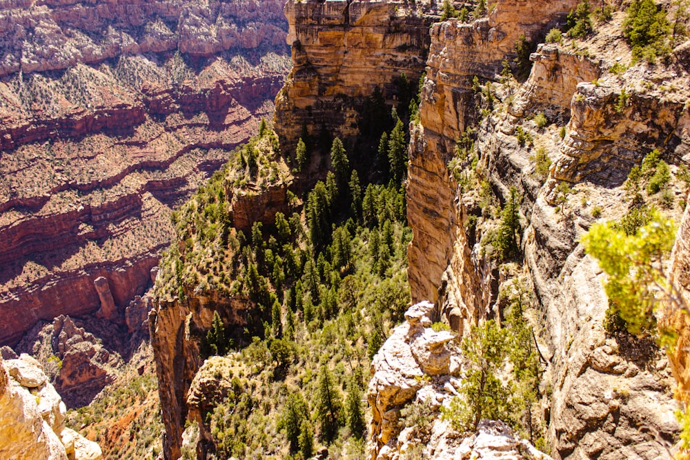 green trees on brown rocky mountain during daytime