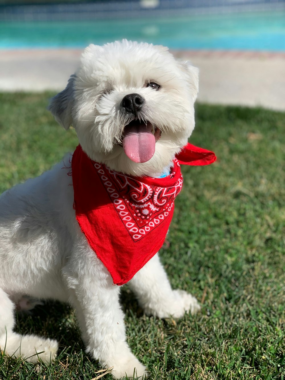 white long coat small dog with red shirt