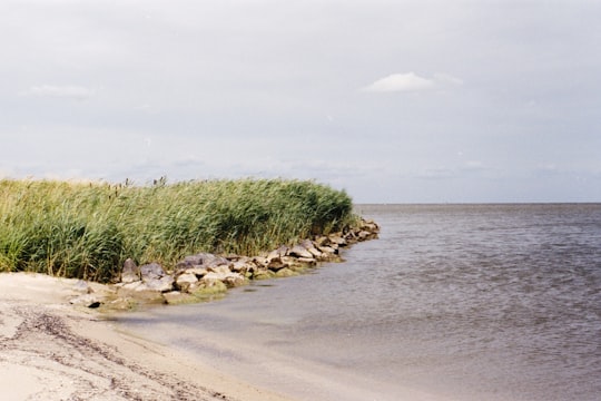 green trees near body of water during daytime in Marken Netherlands