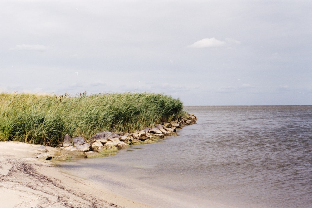 green trees near body of water during daytime