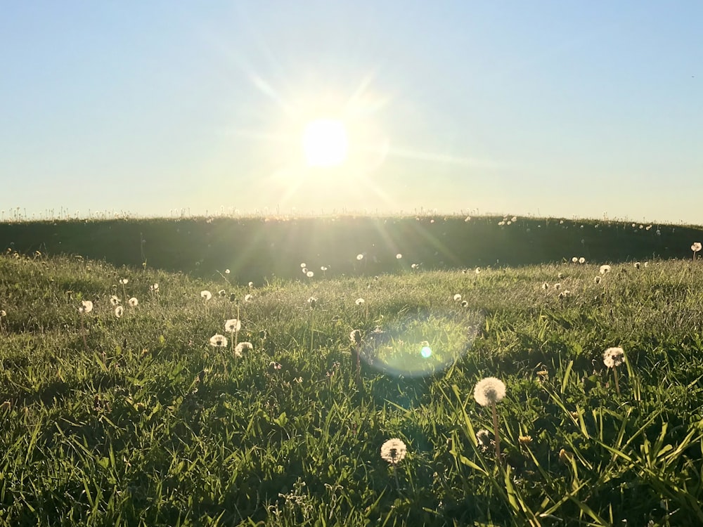 campo de grama verde sob o céu ensolarado
