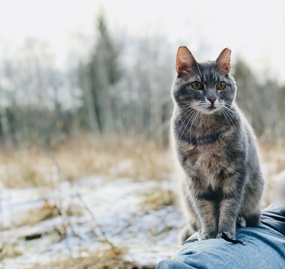 brown tabby cat on gray textile during daytime