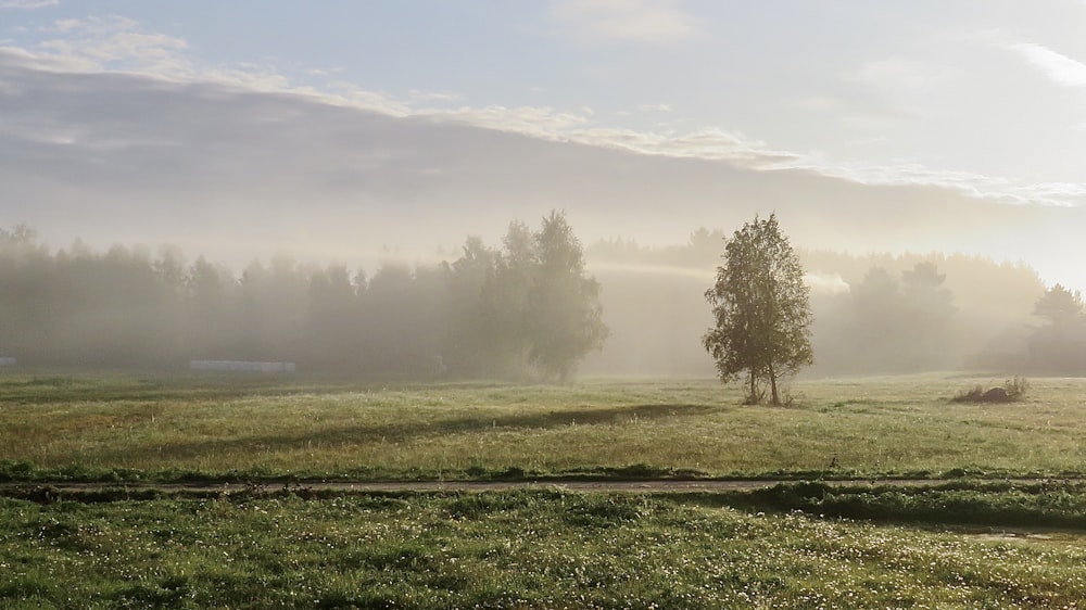 green grass field with fog during daytime