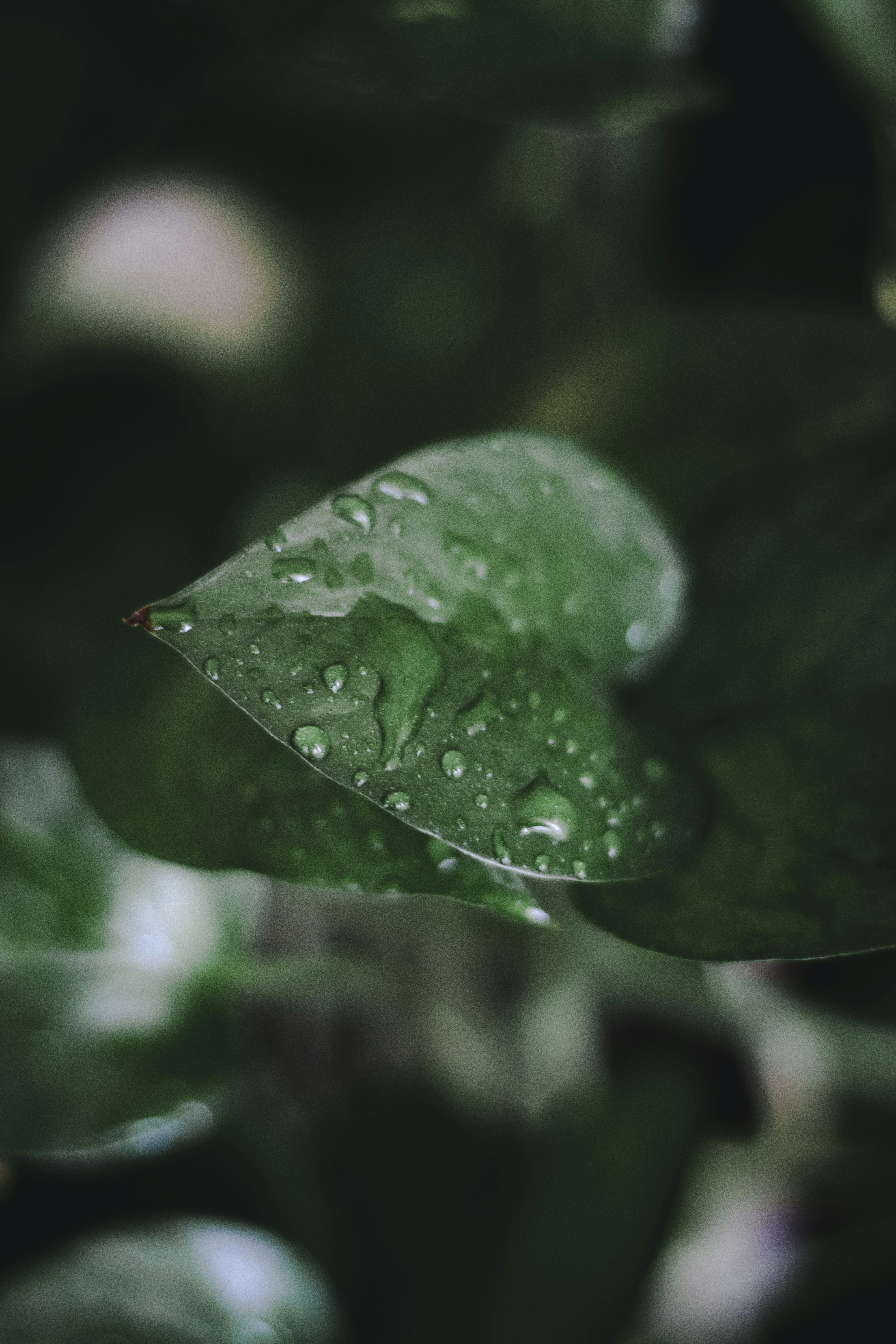 Photo by idinebrahimi