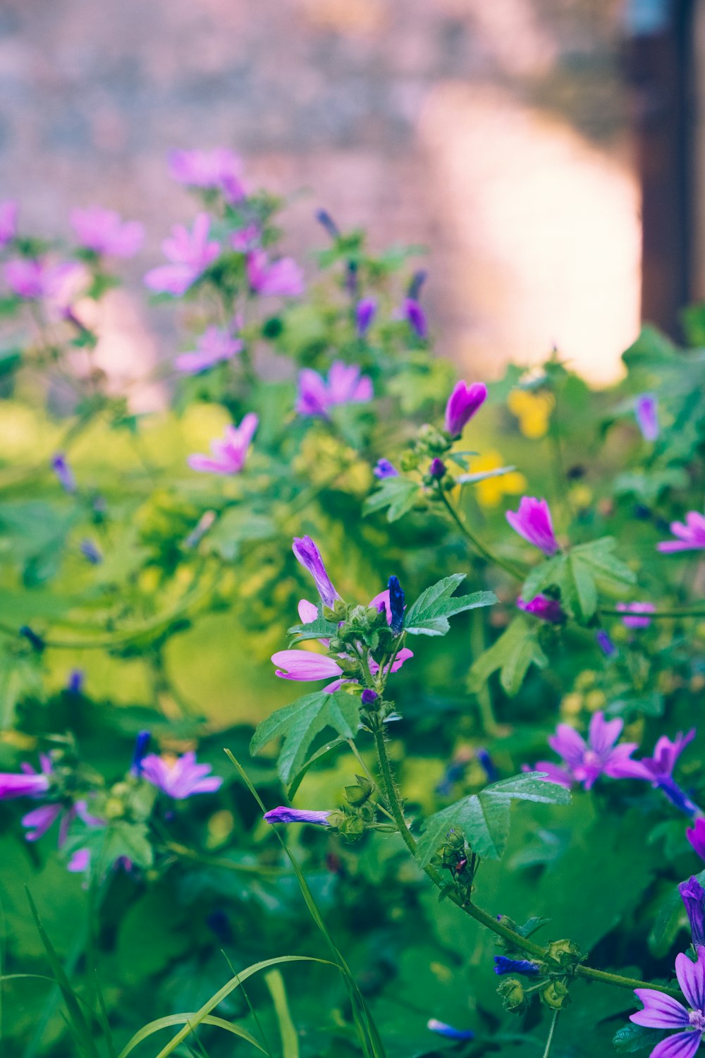 purple flower in tilt shift lens