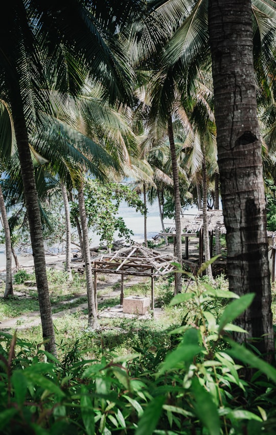 green palm tree near body of water during daytime in Luwuk Indonesia