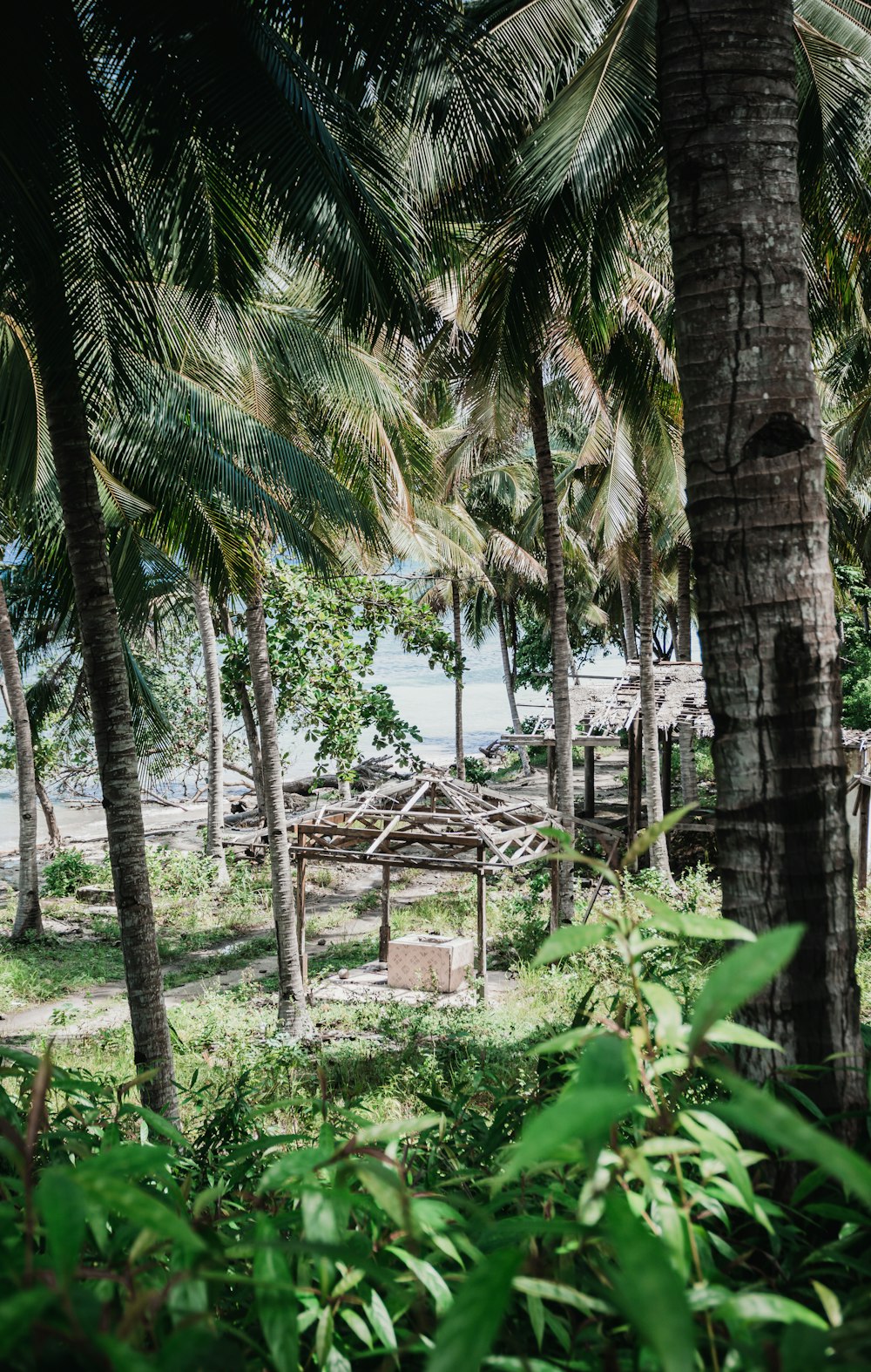 green palm tree near body of water during daytime