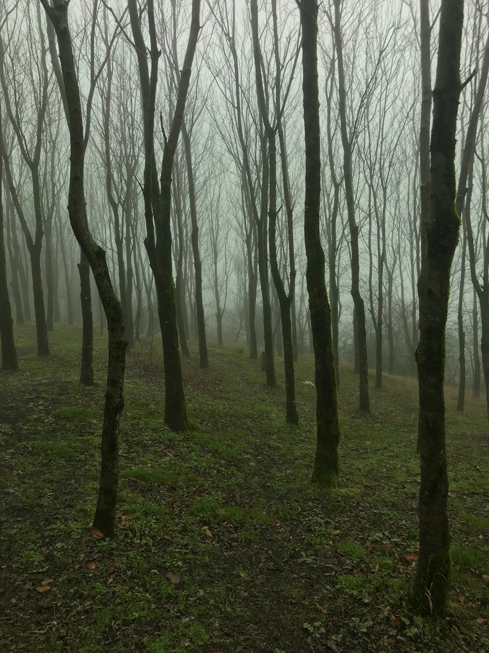 bare trees on green grass field during daytime