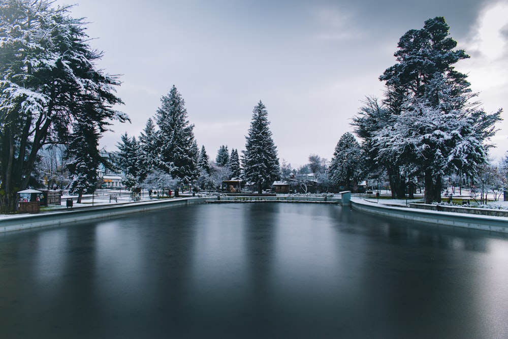 alberi verdi vicino allo specchio d'acqua durante il giorno