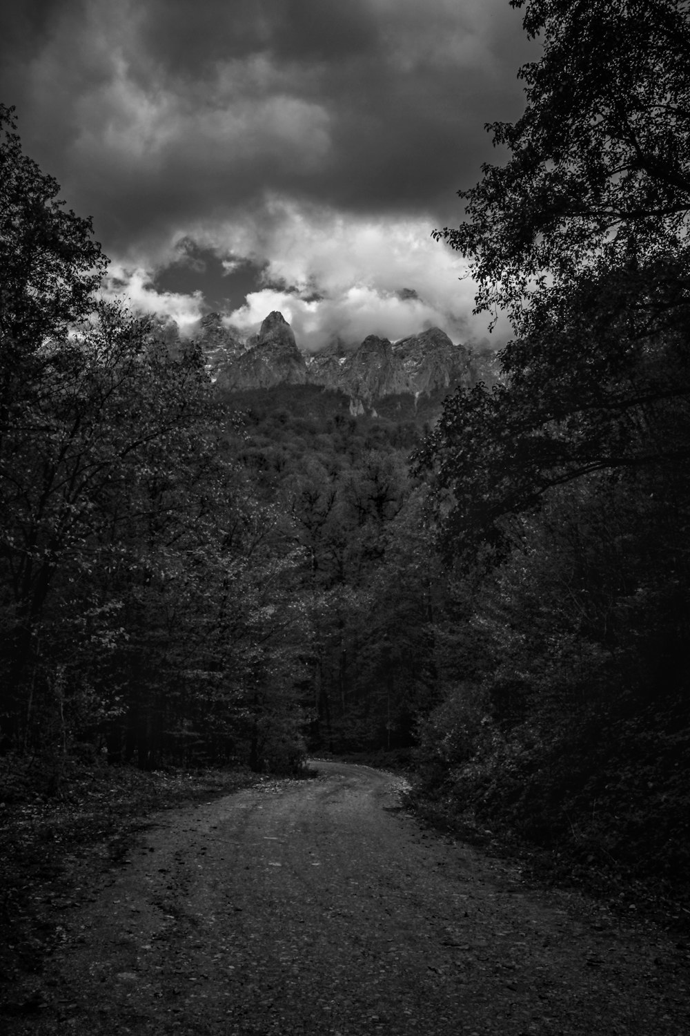 grayscale photo of trees and mountain