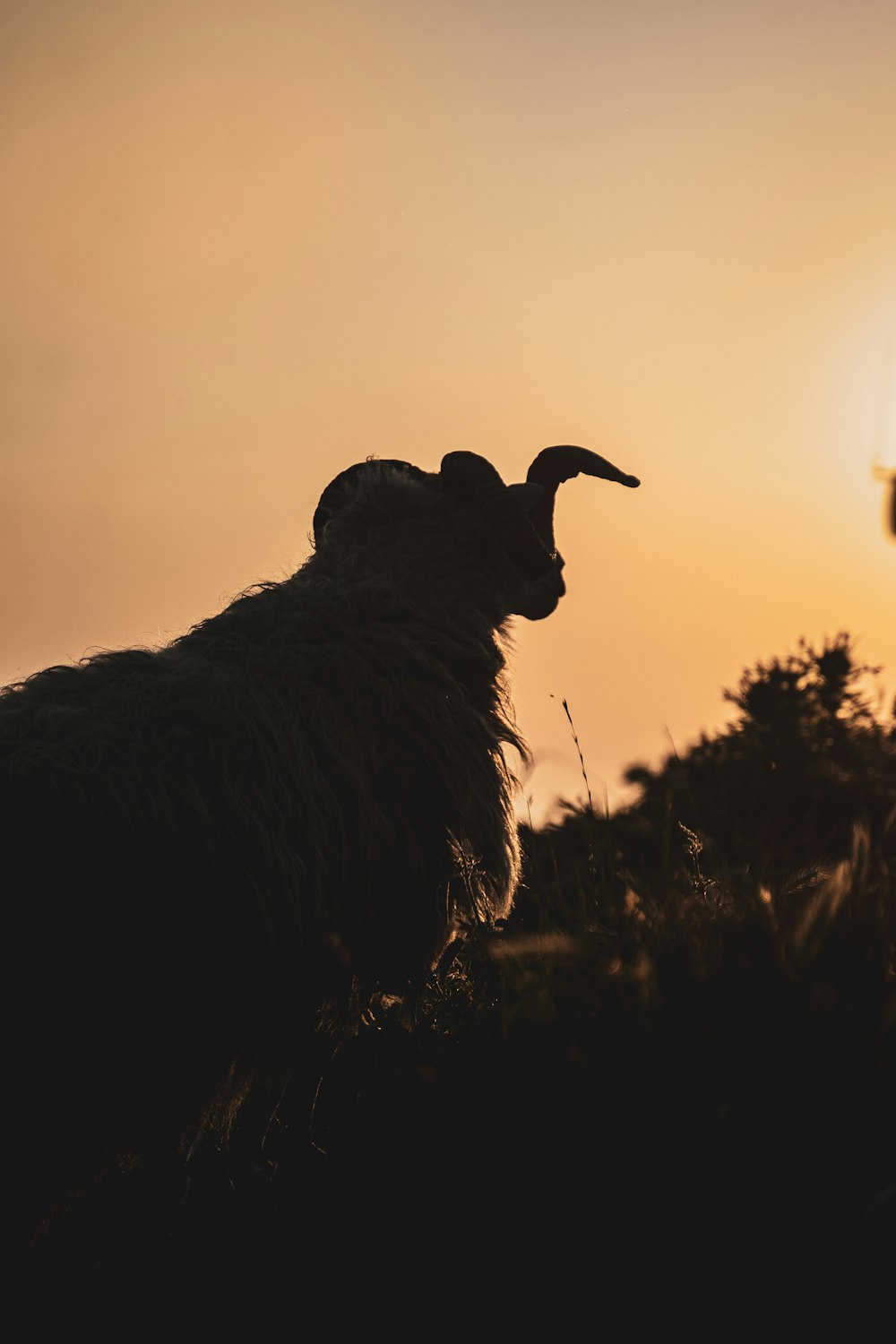 black ram on brown grass during daytime