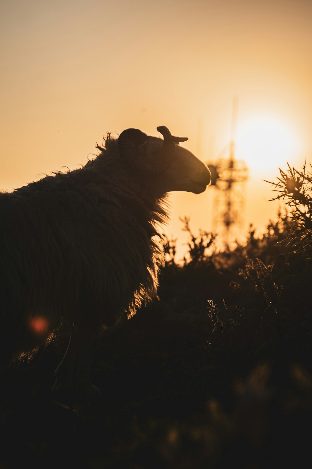 Silueta de un caballo durante la puesta del sol