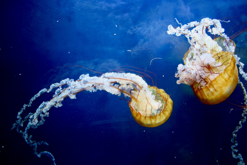 yellow and white jellyfish in water