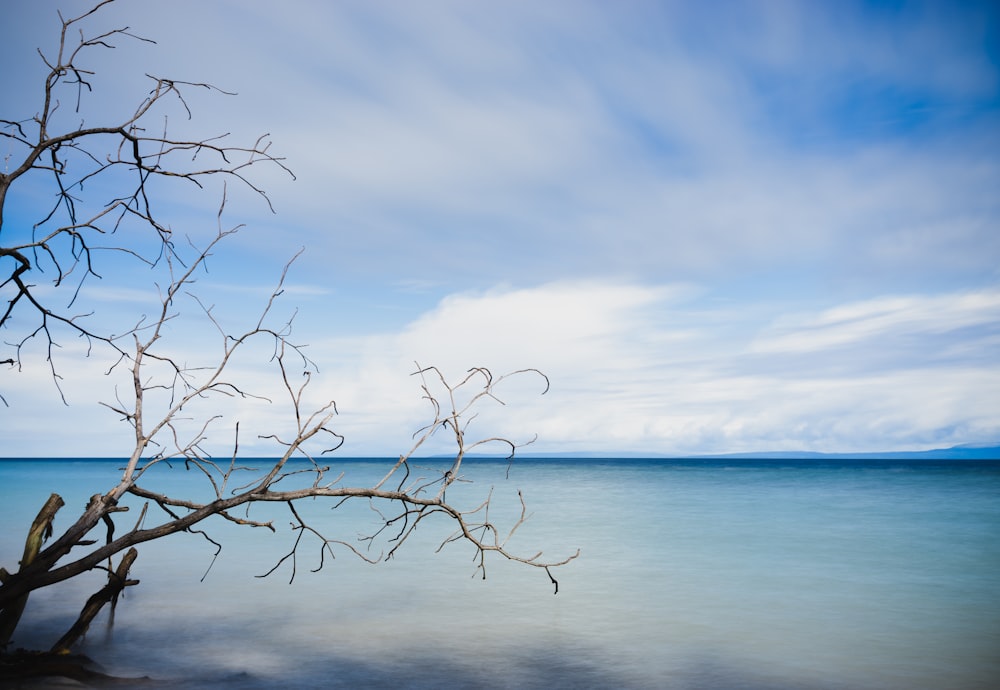 leafless tree near body of water during daytime