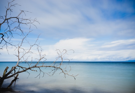 leafless tree near body of water during daytime in Luwuk Indonesia