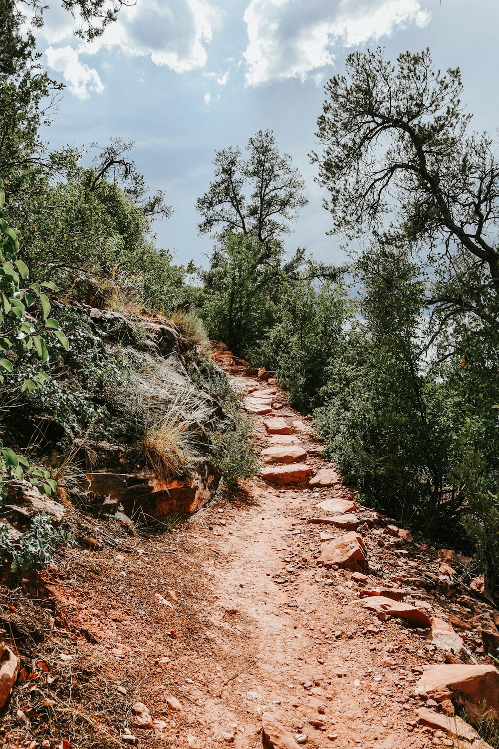 Plantes vertes sur le chemin de terre brune