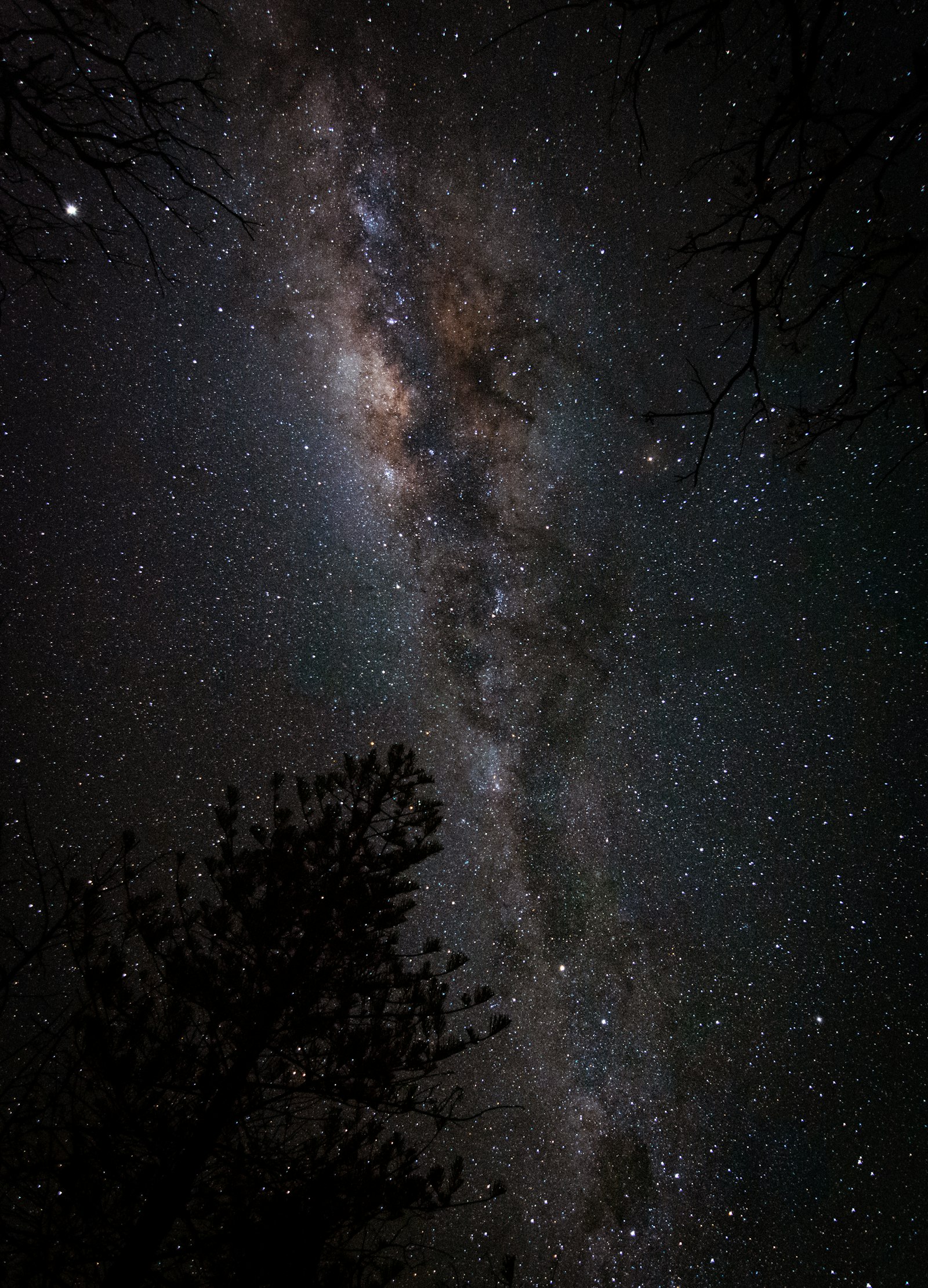 Nikon D5200 + Tokina AT-X Pro 11-16mm F2.8 DX II sample photo. Silhouette of trees under photography