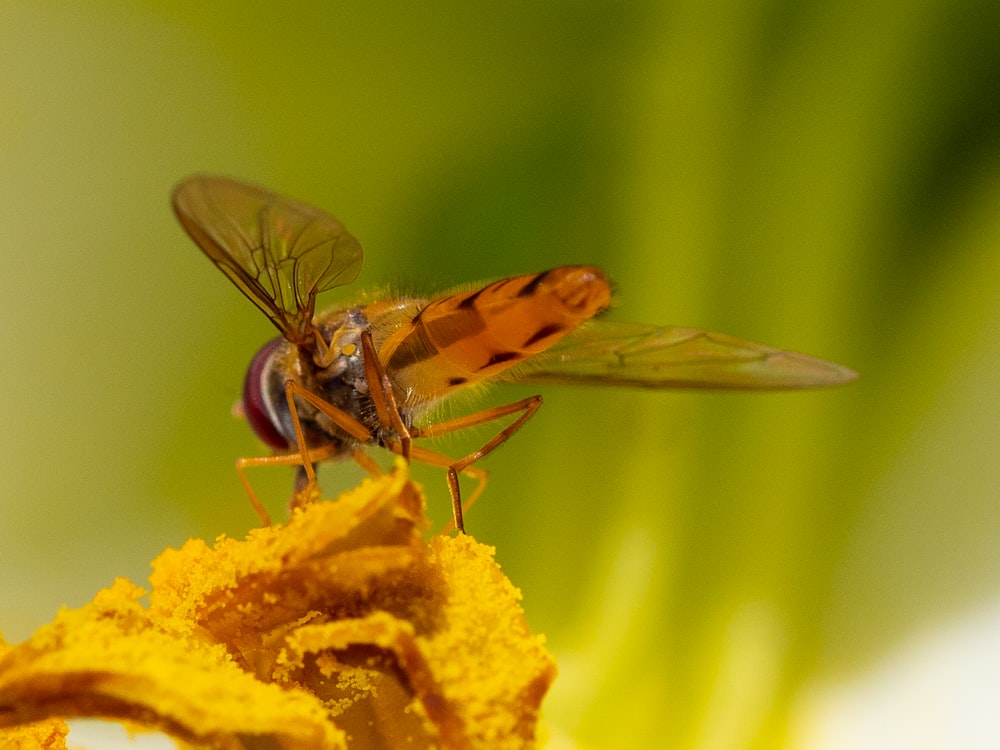 brown and black insect on yellow flower