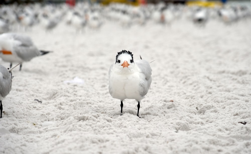 oiseau blanc sur neige blanche pendant la journée
